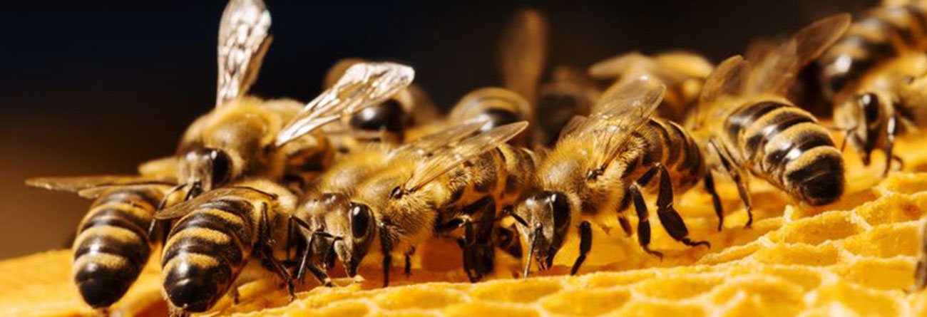 Honeybee Control