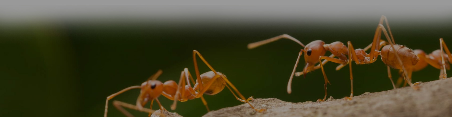 Ants Control Services