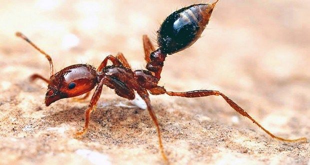 Ants Control Serrvices