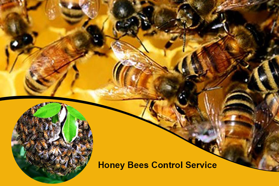 honey bee control