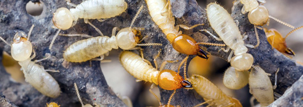 Termite Control Services