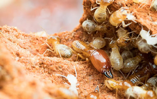 Termite Control Services