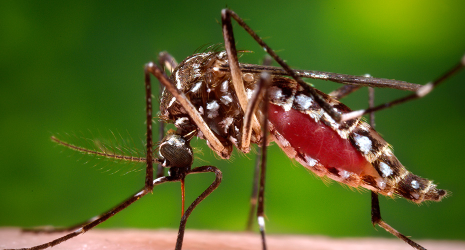 Mosquito Control Services