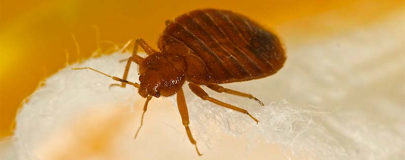 BedBugs Control Services