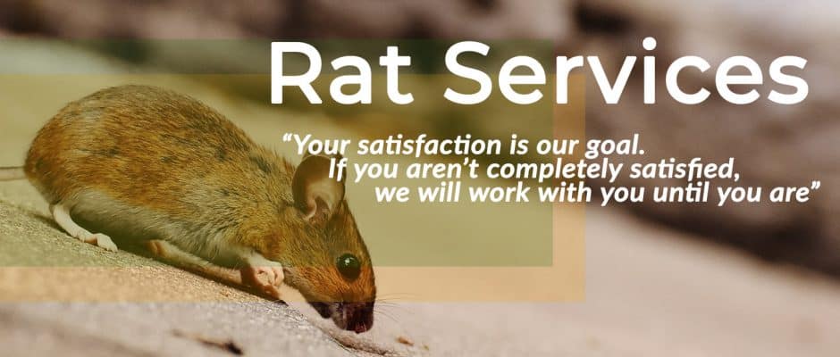 Rodent Control Services